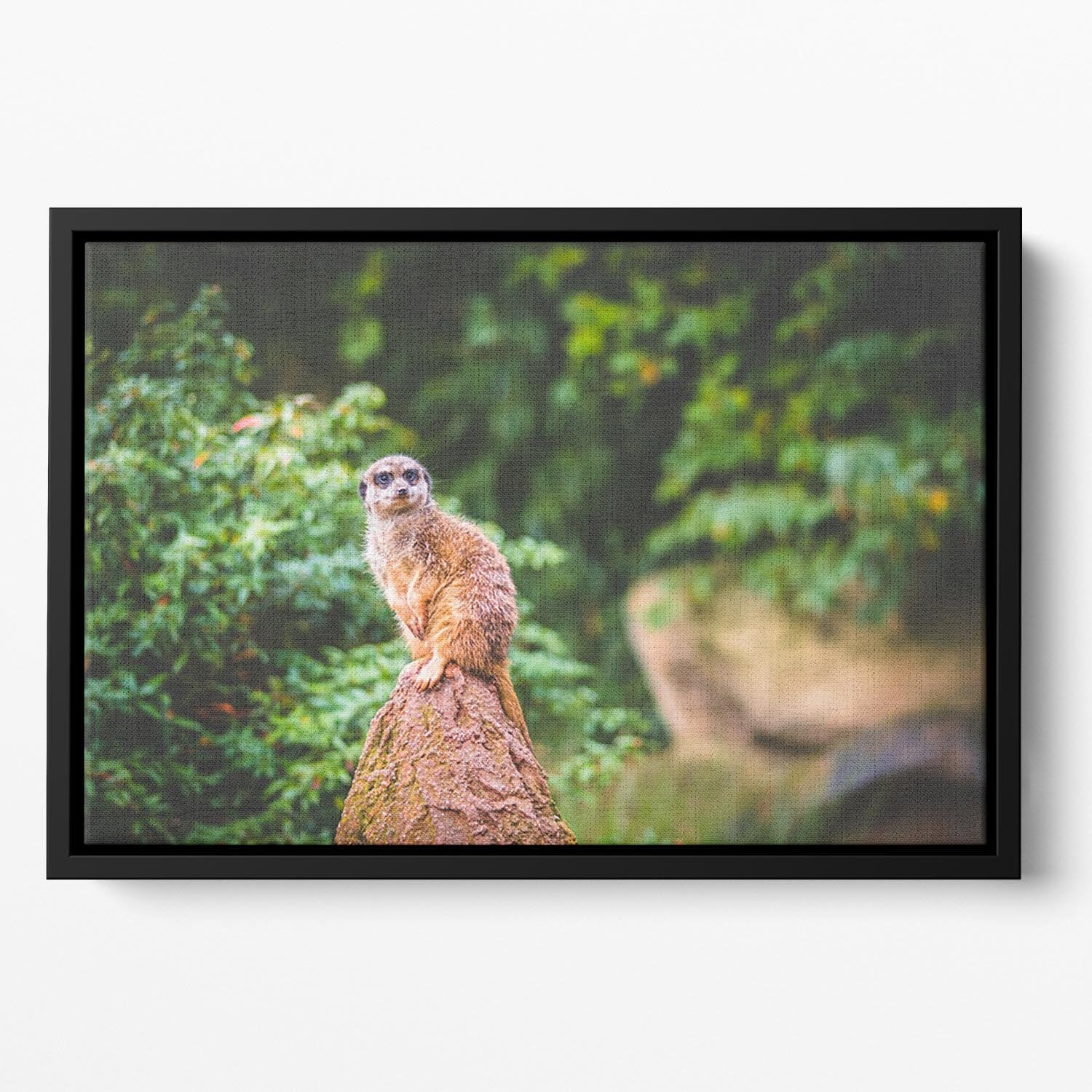 A Meerkats full attention Floating Framed Canvas - Canvas Art Rocks - 2