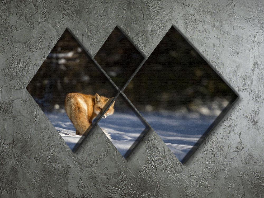 A Red Fox turns back to look at the camera 4 Square Multi Panel Canvas - Canvas Art Rocks - 2