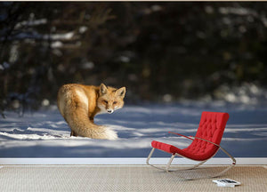 A Red Fox turns back to look at the camera Wall Mural Wallpaper - Canvas Art Rocks - 2