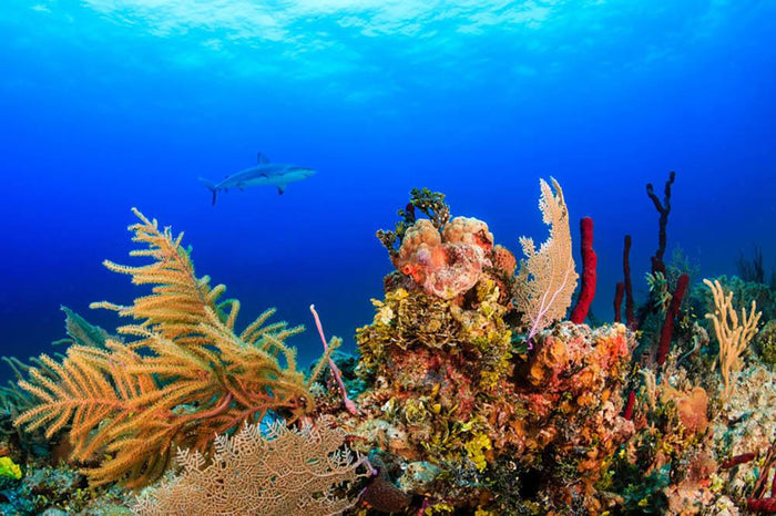 A Reef shark swimming on a tropical coral reef Wall Mural Wallpaper