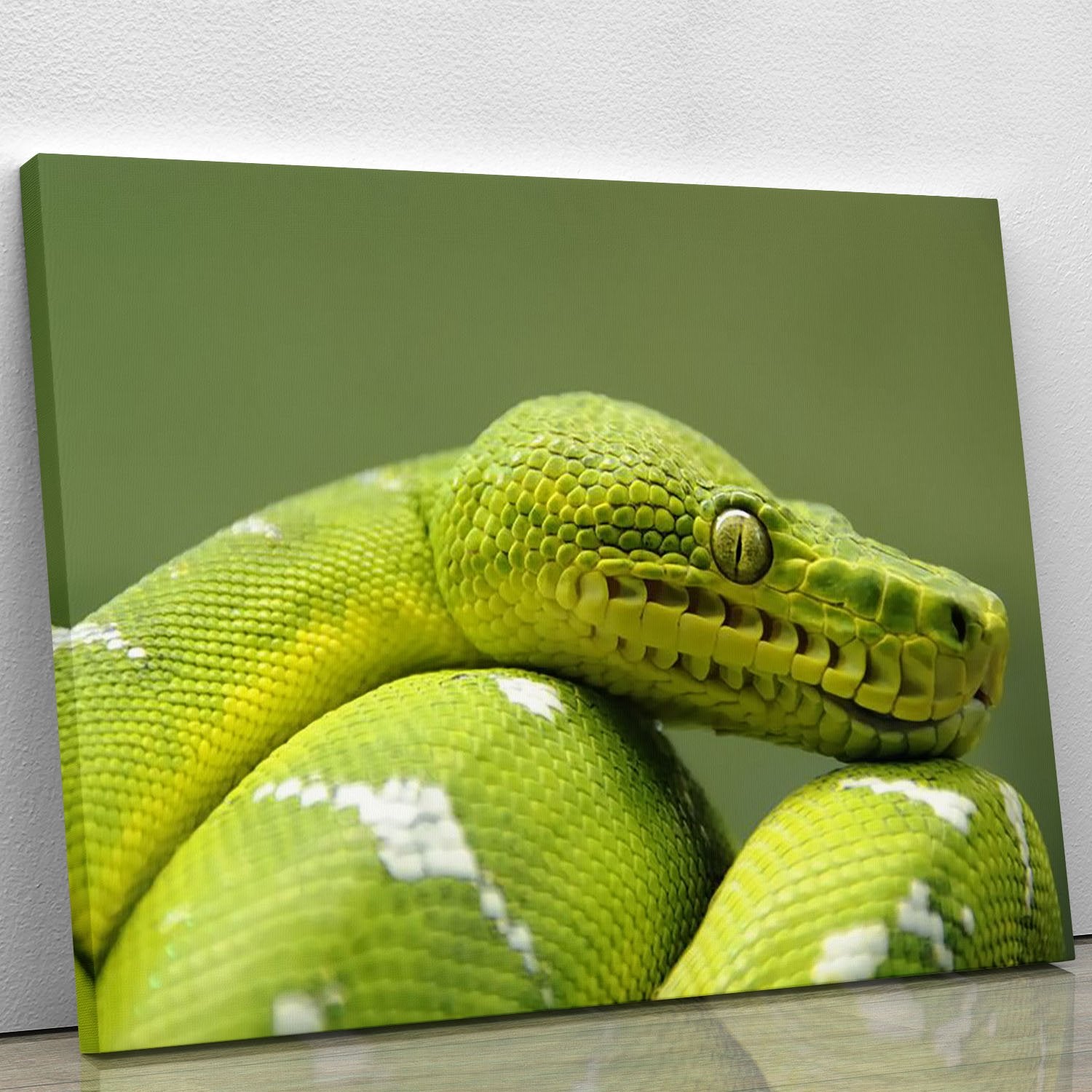 A closeup landscape shot of an Emerald Tree Boa Canvas Print or Poster