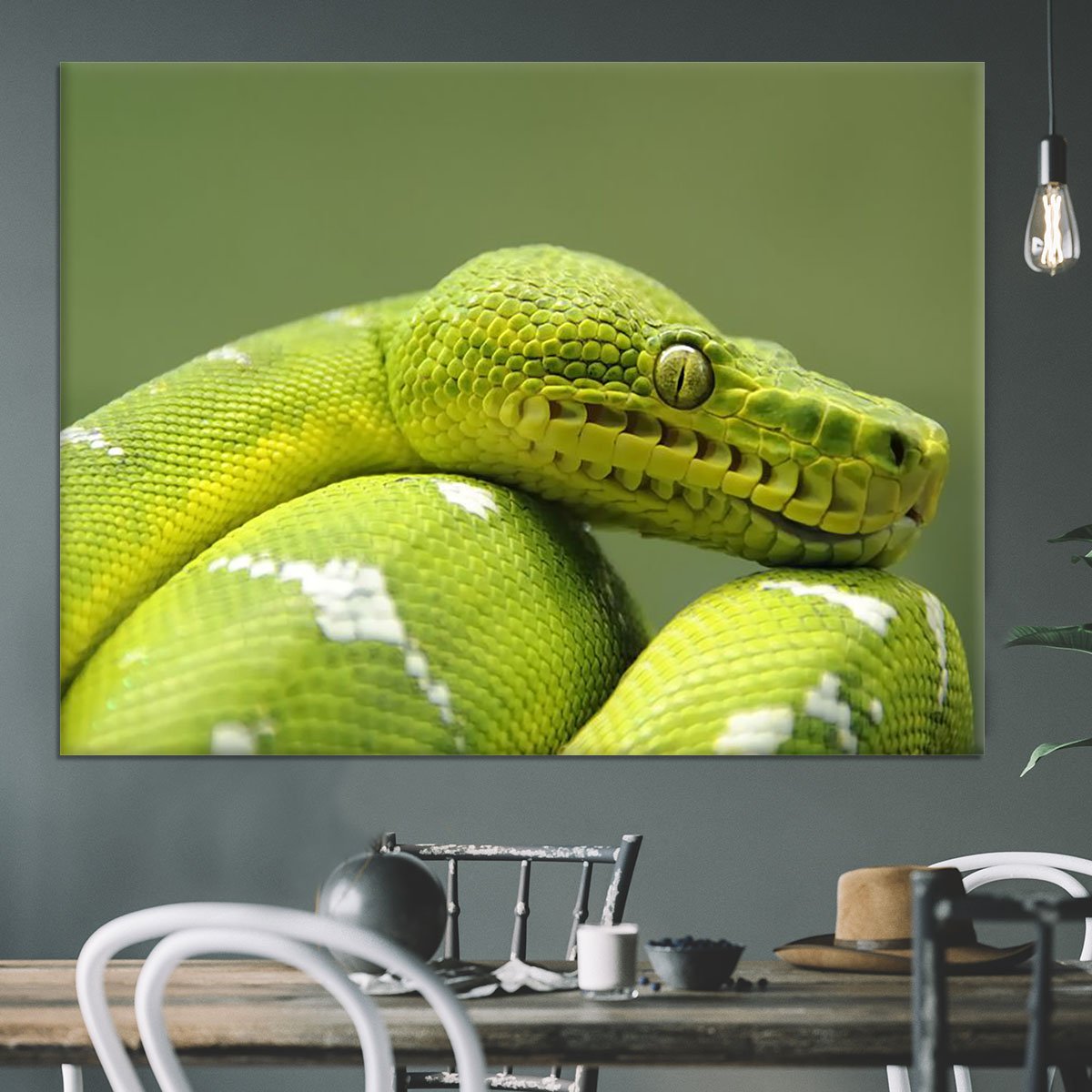 A closeup landscape shot of an Emerald Tree Boa Canvas Print or Poster