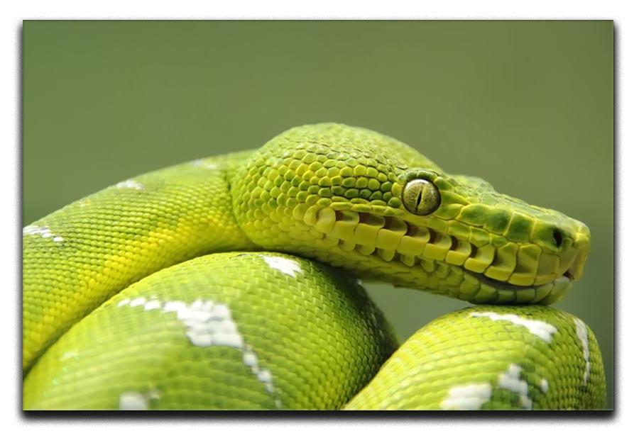 A closeup landscape shot of an Emerald Tree Boa Canvas Print or Poster - Canvas Art Rocks - 1
