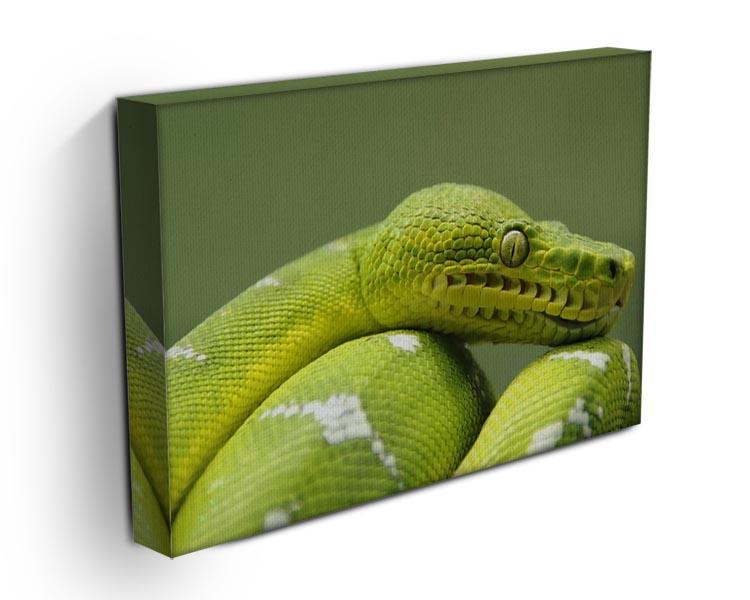 A closeup landscape shot of an Emerald Tree Boa Canvas Print or Poster - Canvas Art Rocks - 3