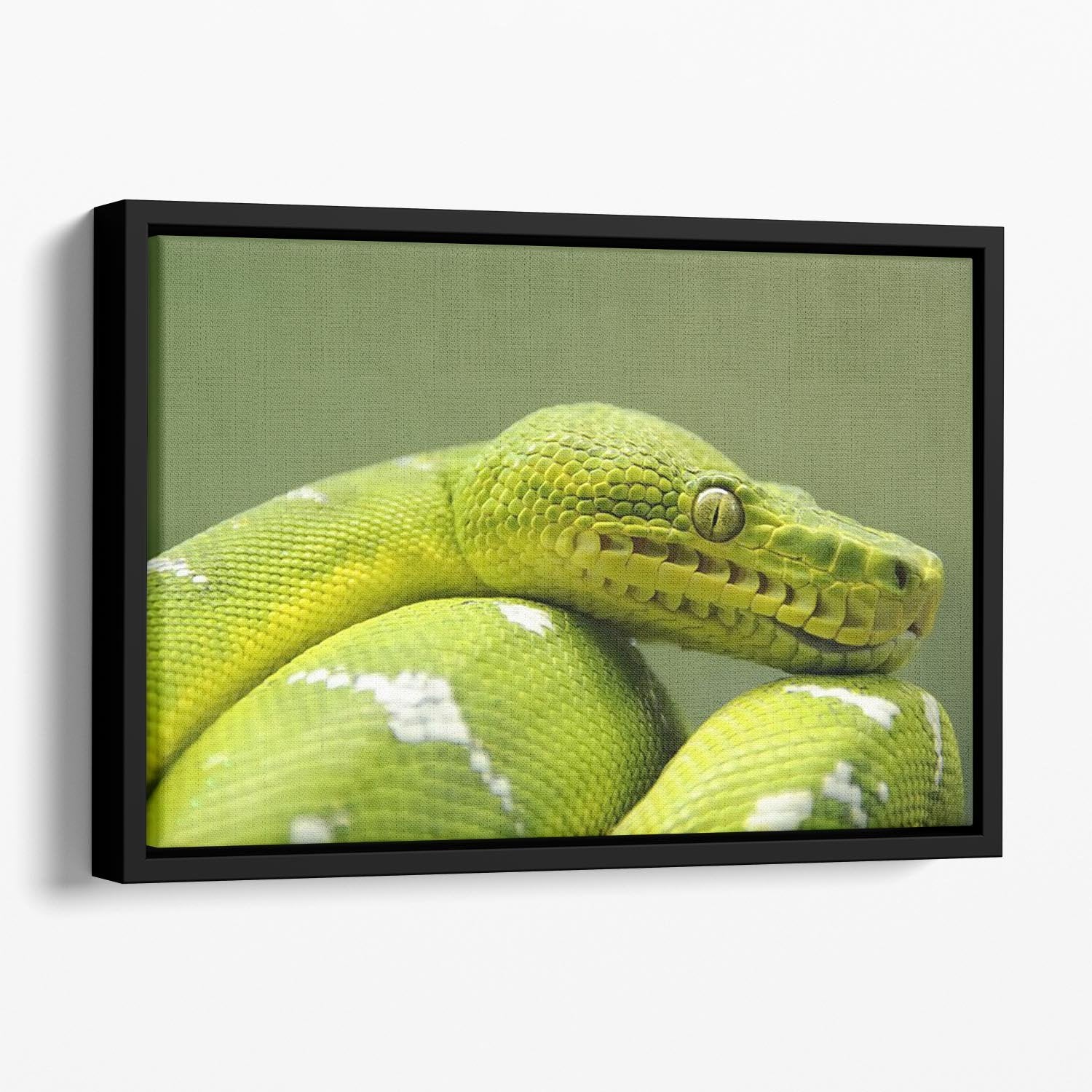 A closeup landscape shot of an Emerald Tree Boa Floating Framed Canvas - Canvas Art Rocks - 1