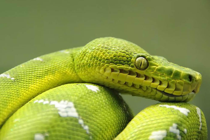 A closeup landscape shot of an Emerald Tree Boa Wall Mural Wallpaper