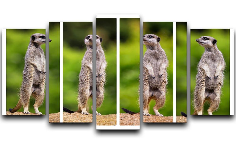 A collage of meerkats 5 Split Panel Canvas - Canvas Art Rocks - 1