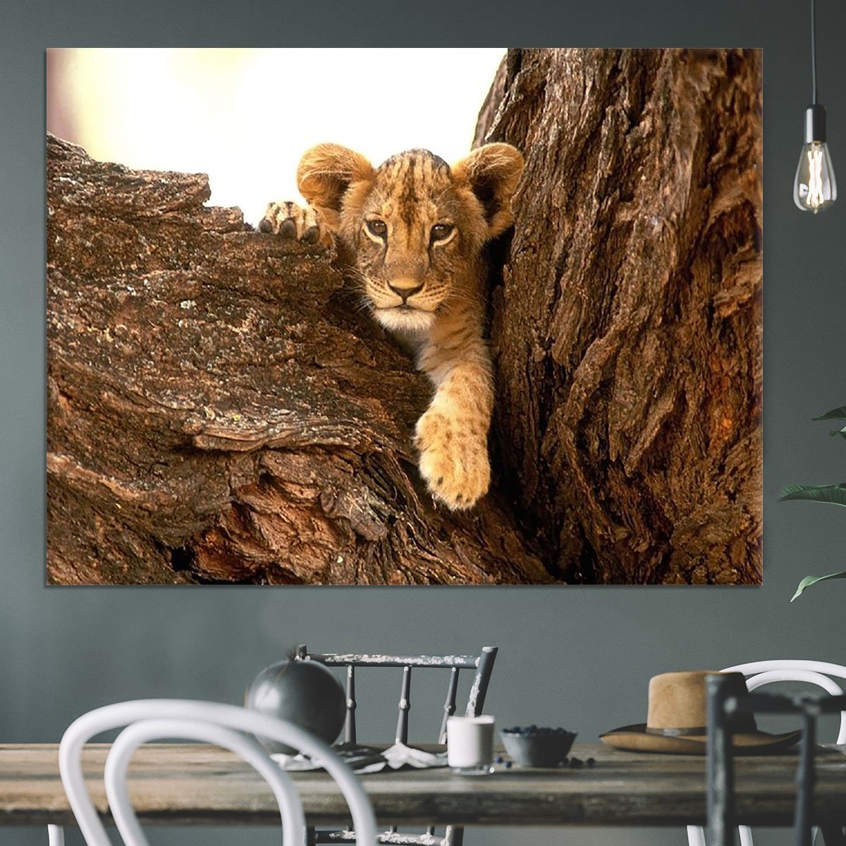 A little tiger cub look out for rocks Canvas Print or Poster