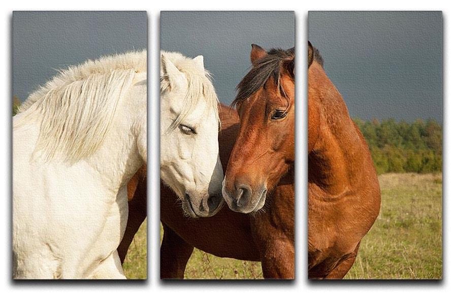 A pair of horses showing affection 3 Split Panel Canvas Print - Canvas Art Rocks - 1