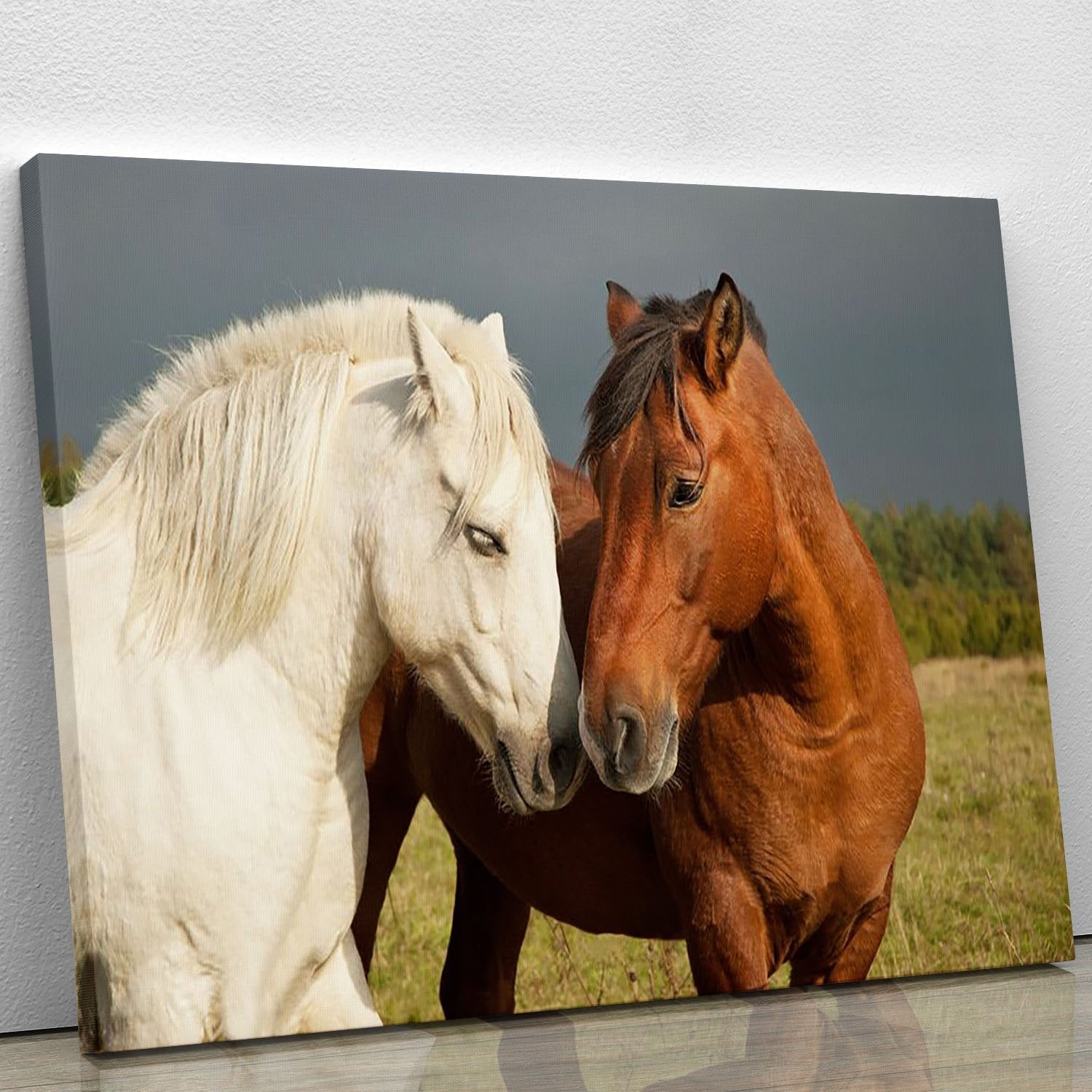A pair of horses showing affection Canvas Print or Poster