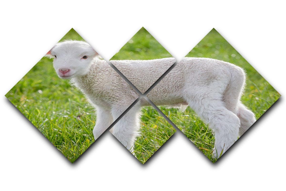 A white suffolk lamb 4 Square Multi Panel Canvas - Canvas Art Rocks - 1