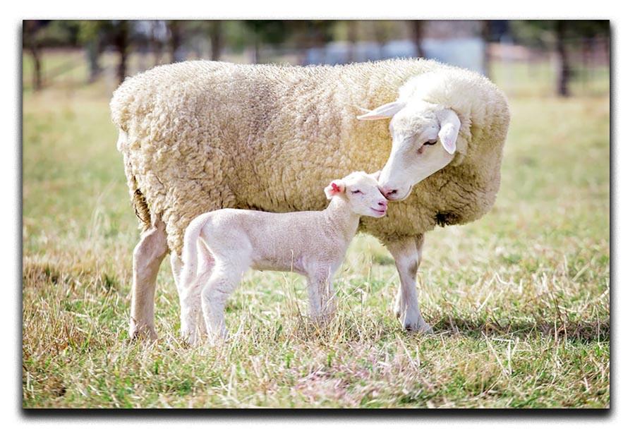 A white suffolk sheep with a lamb Canvas Print or Poster - Canvas Art Rocks - 1