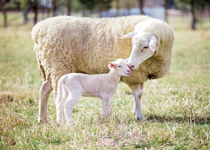 A white suffolk sheep with a lamb Wall Mural Wallpaper