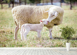 A white suffolk sheep with a lamb Wall Mural Wallpaper - Canvas Art Rocks - 4