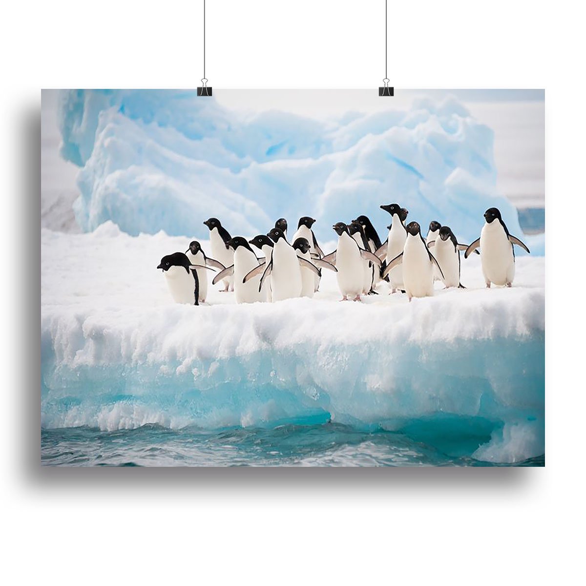 Adelie penguins colony on the iceberg Canvas Print or Poster