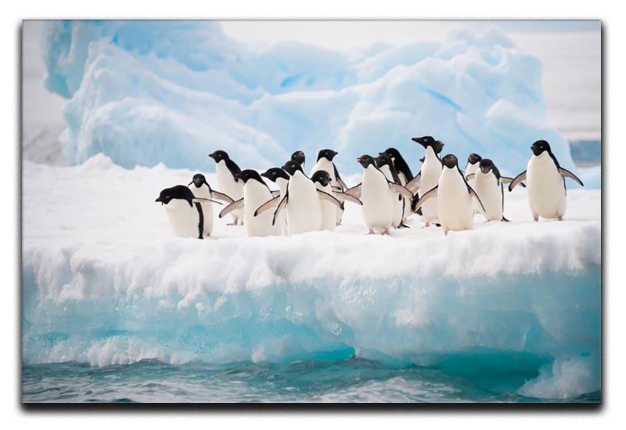 Adelie penguins colony on the iceberg Canvas Print or Poster - Canvas Art Rocks - 1