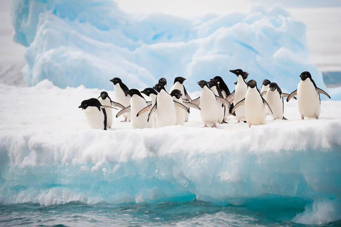 Adelie penguins colony on the iceberg Wall Mural Wallpaper