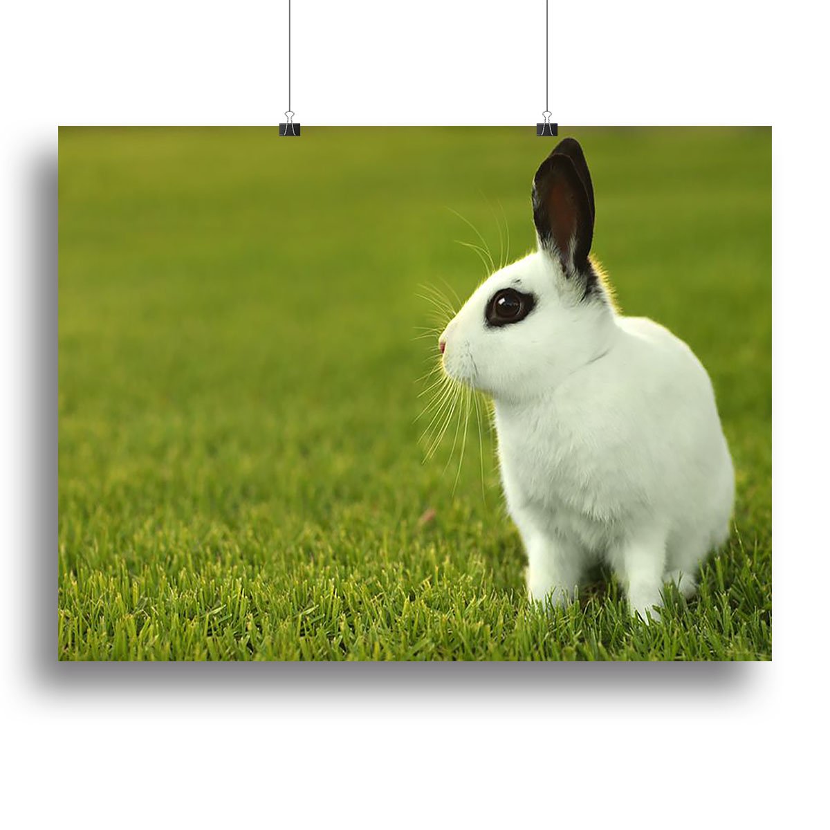 Adorable White Bunny Rabbit Canvas Print or Poster