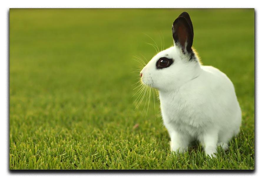 Adorable White Bunny Rabbit Canvas Print or Poster - Canvas Art Rocks - 1