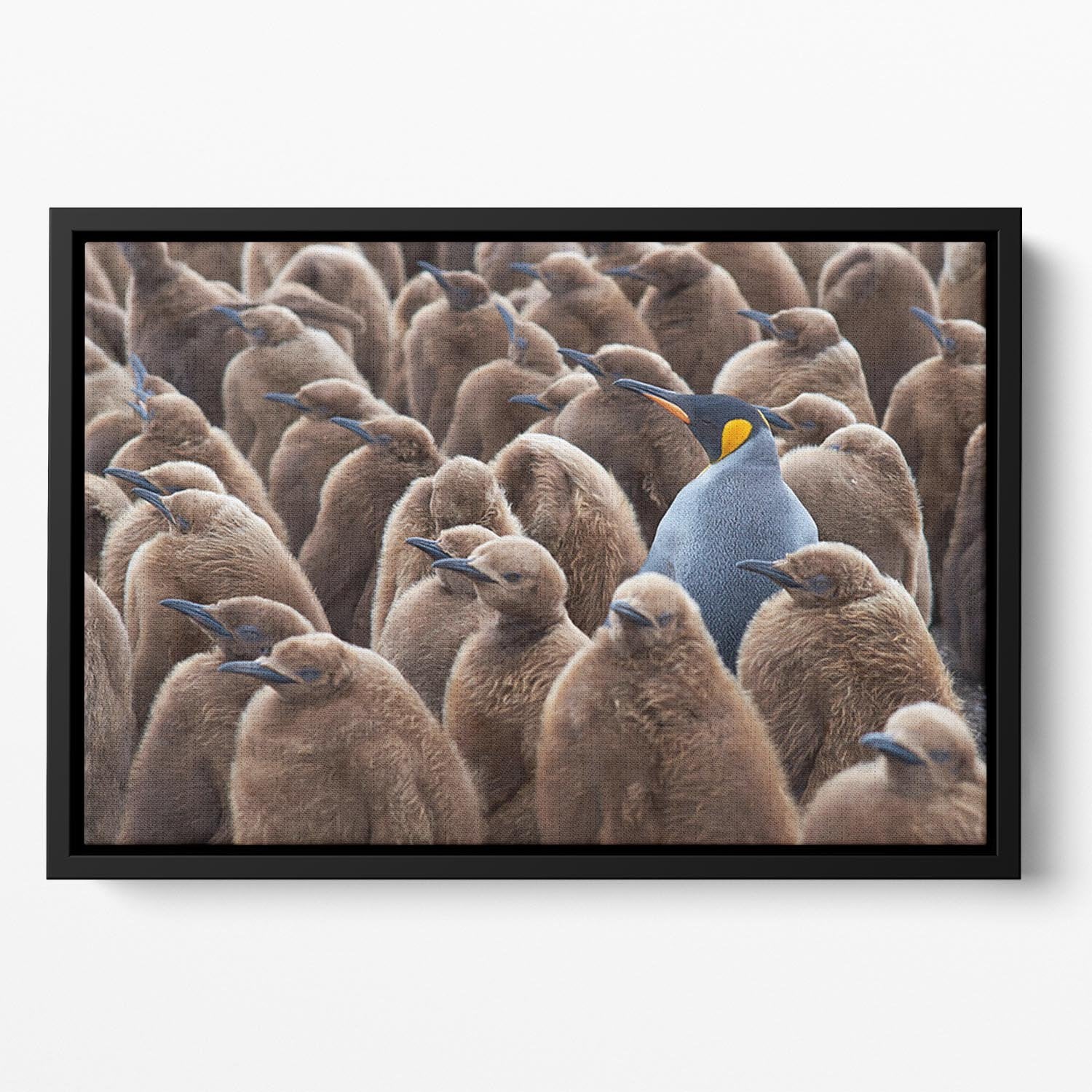 Adult King Penguin Aptenodytes patagonicus standing amongst a large group Floating Framed Canvas - Canvas Art Rocks - 2