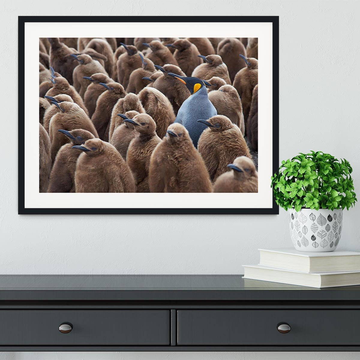 Adult King Penguin Aptenodytes patagonicus standing amongst a large group Framed Print - Canvas Art Rocks - 1