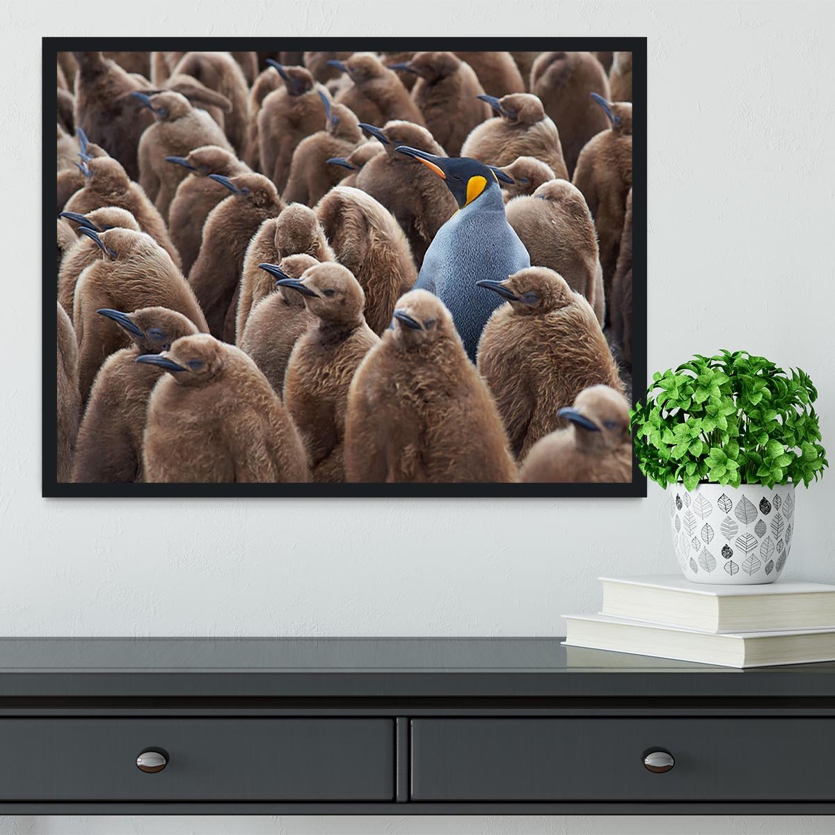 Adult King Penguin Aptenodytes patagonicus standing amongst a large group Framed Print - Canvas Art Rocks - 2