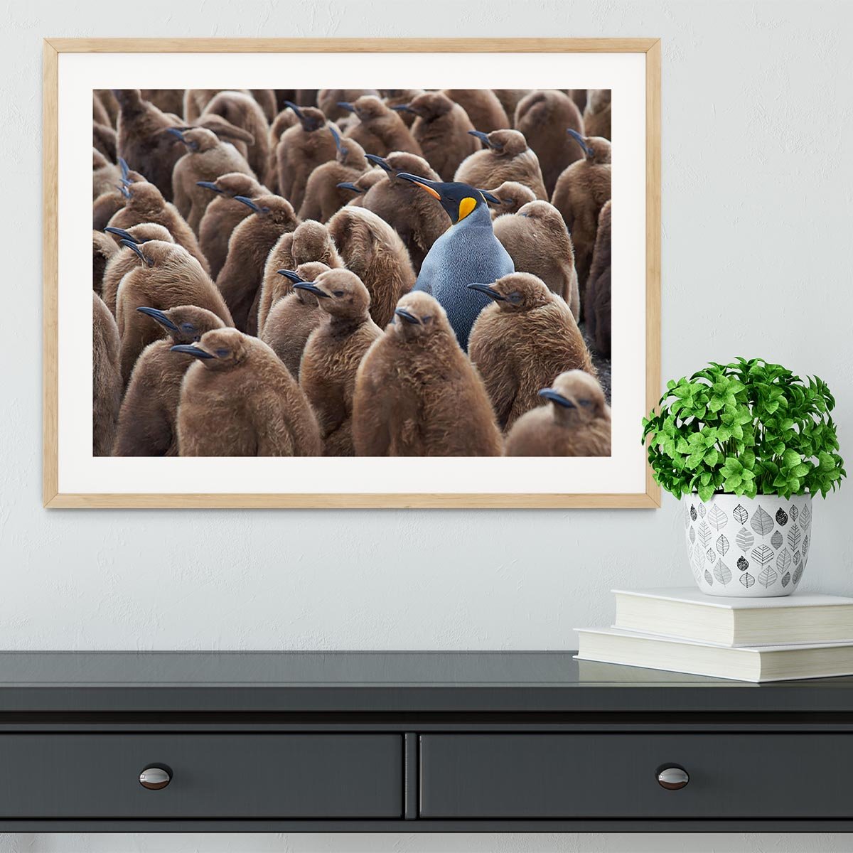 Adult King Penguin Aptenodytes patagonicus standing amongst a large group Framed Print - Canvas Art Rocks - 3