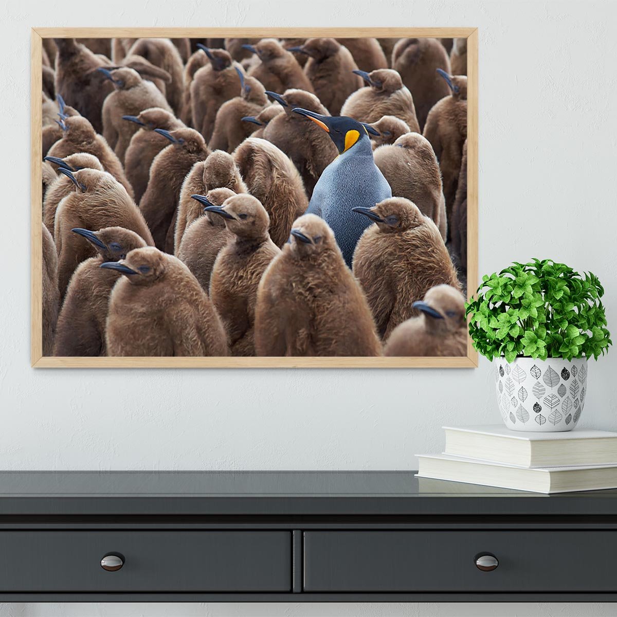 Adult King Penguin Aptenodytes patagonicus standing amongst a large group Framed Print - Canvas Art Rocks - 4