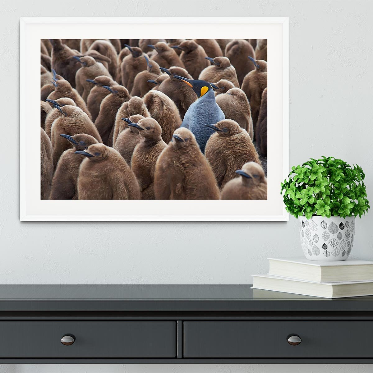 Adult King Penguin Aptenodytes patagonicus standing amongst a large group Framed Print - Canvas Art Rocks - 5