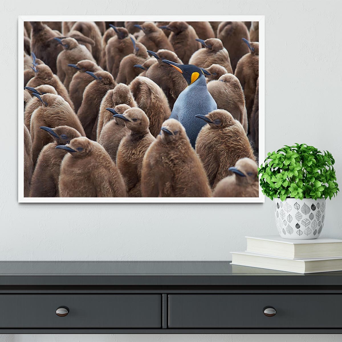Adult King Penguin Aptenodytes patagonicus standing amongst a large group Framed Print - Canvas Art Rocks -6