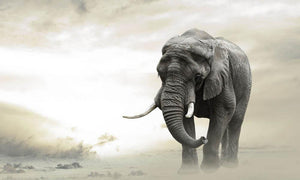 African elephant male walking alone in desert at sunset Wall Mural Wallpaper - Canvas Art Rocks - 1