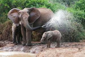 African elephant mother and baby cooling off Wall Mural Wallpaper - Canvas Art Rocks - 1