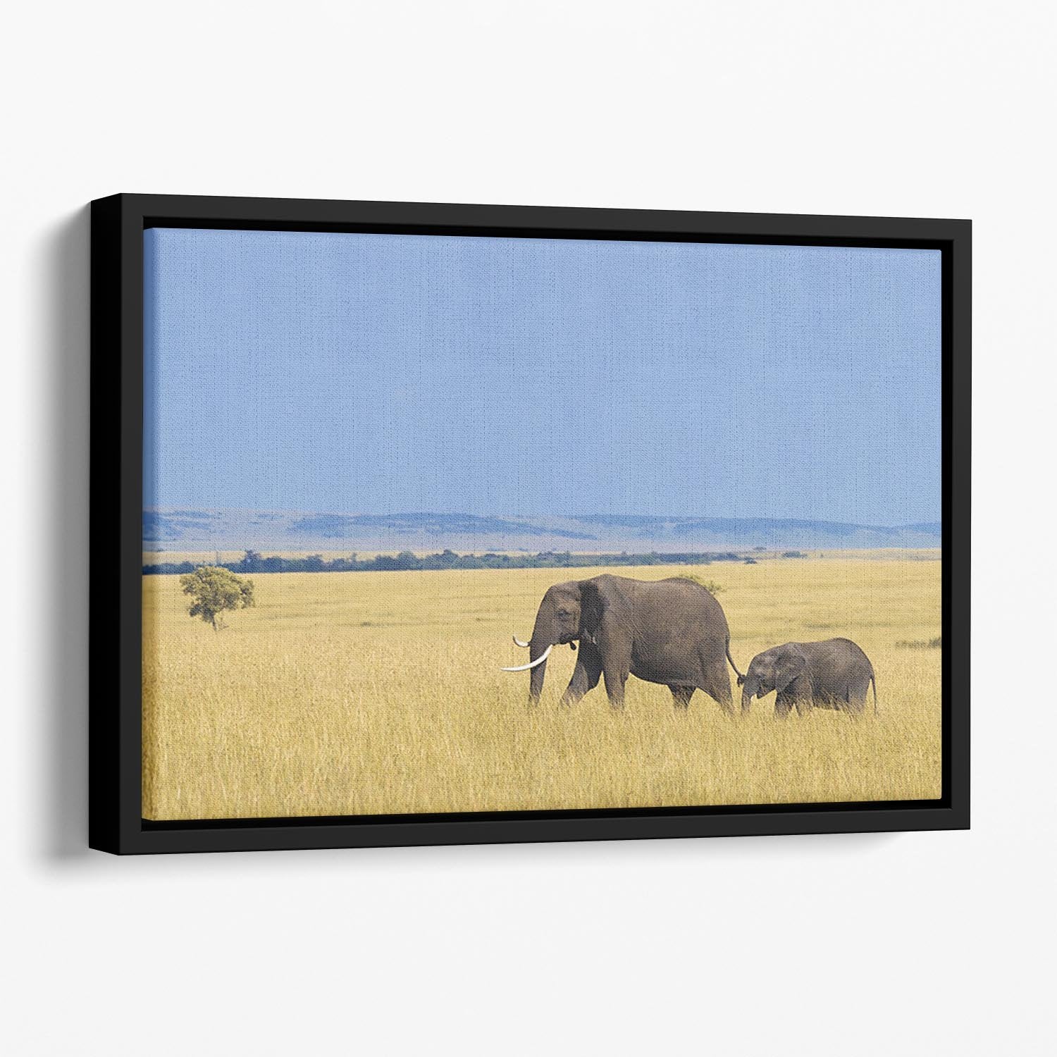 African elephant with calf Floating Framed Canvas - Canvas Art Rocks - 1
