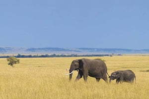 African elephant with calf Wall Mural Wallpaper - Canvas Art Rocks - 1