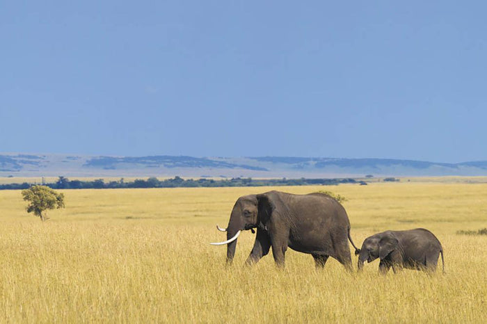 African elephant with calf Wall Mural Wallpaper