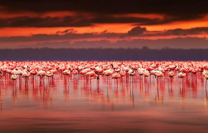 African flamingos in the lake Wall Mural Wallpaper