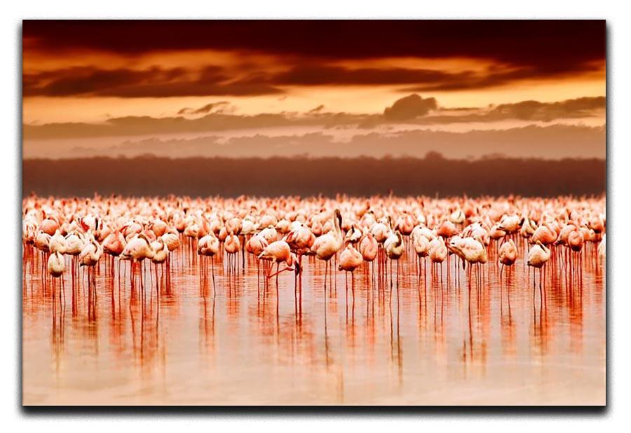 African flamingos in the lake over beautiful sunset Canvas Print or Poster - Canvas Art Rocks - 1