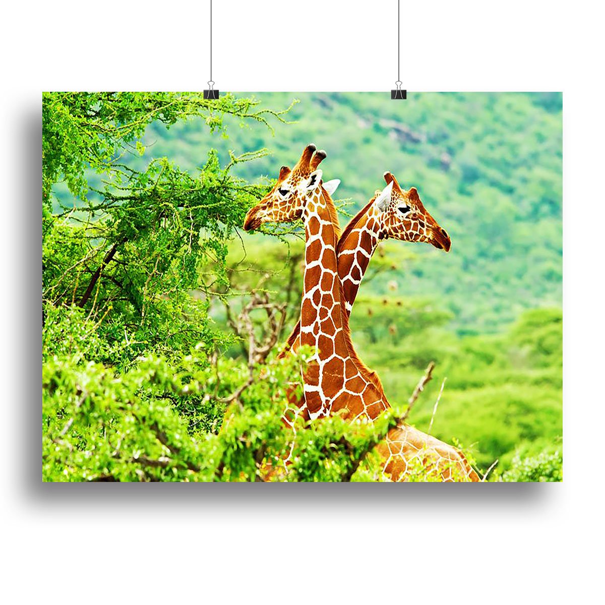 African giraffes family Canvas Print or Poster