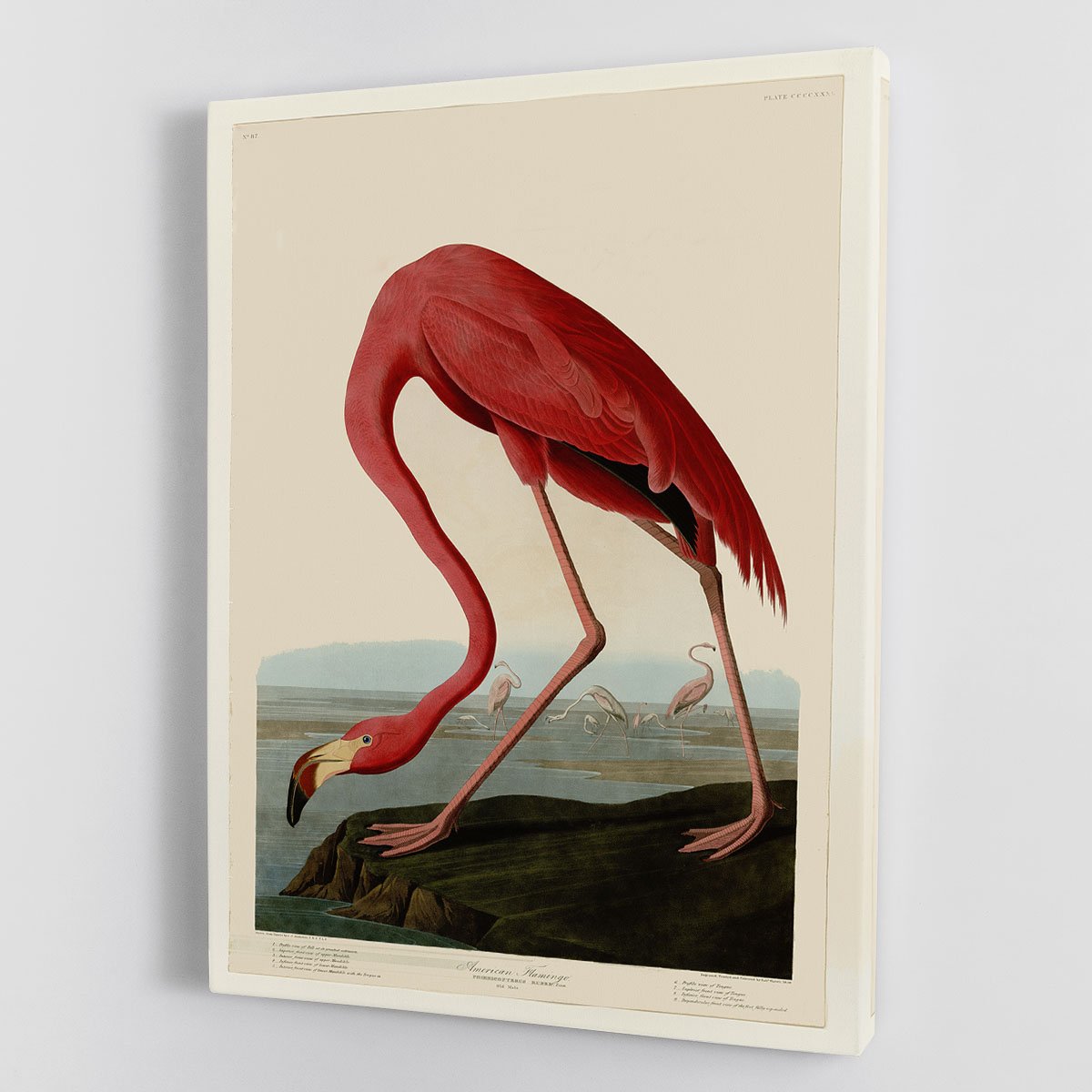 American Flamingo 2 by Audubon Canvas Print or Poster