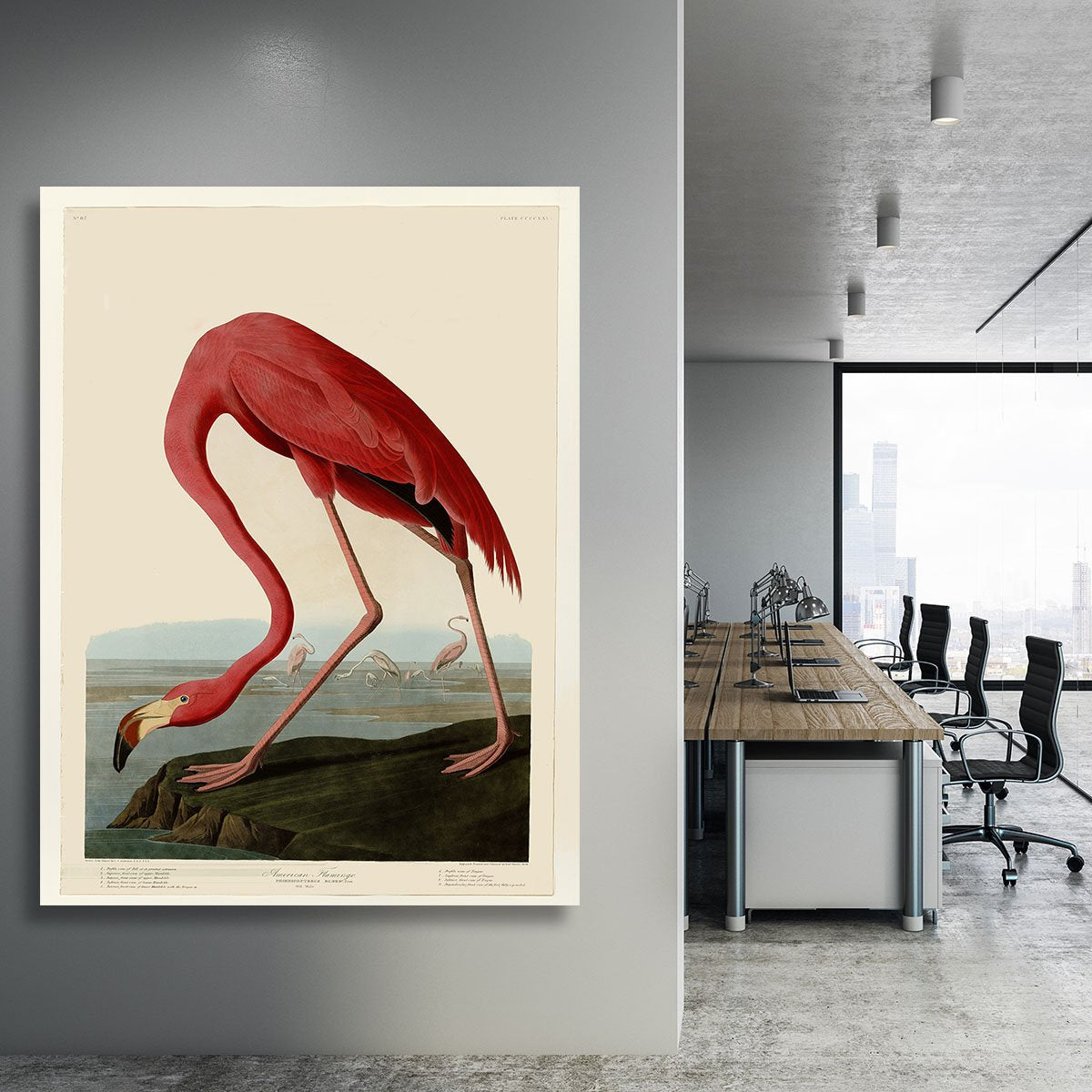 American Flamingo 2 by Audubon Canvas Print or Poster