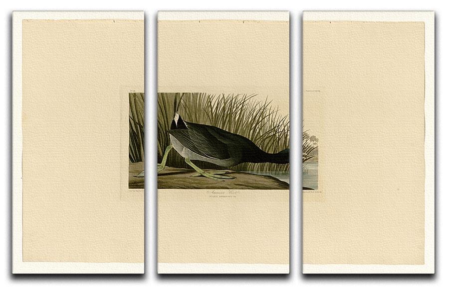 American Coot by Audubon 3 Split Panel Canvas Print - Canvas Art Rocks - 1