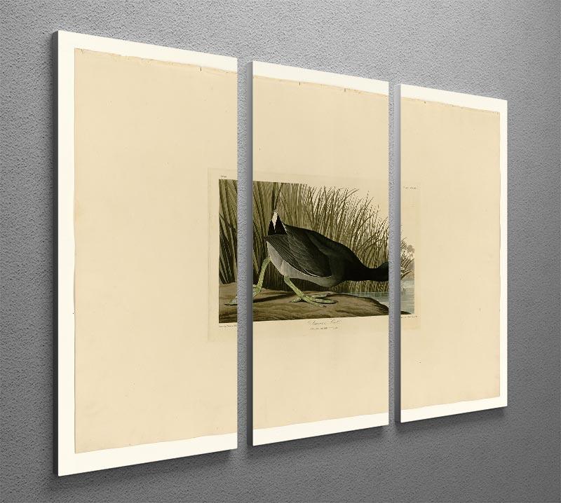 American Coot by Audubon 3 Split Panel Canvas Print - Canvas Art Rocks - 2