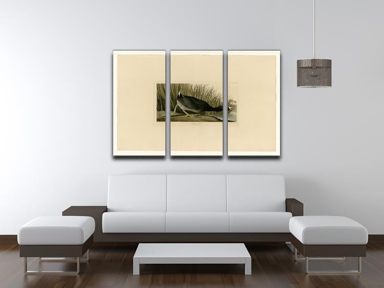 American Coot by Audubon 3 Split Panel Canvas Print - Canvas Art Rocks - 3