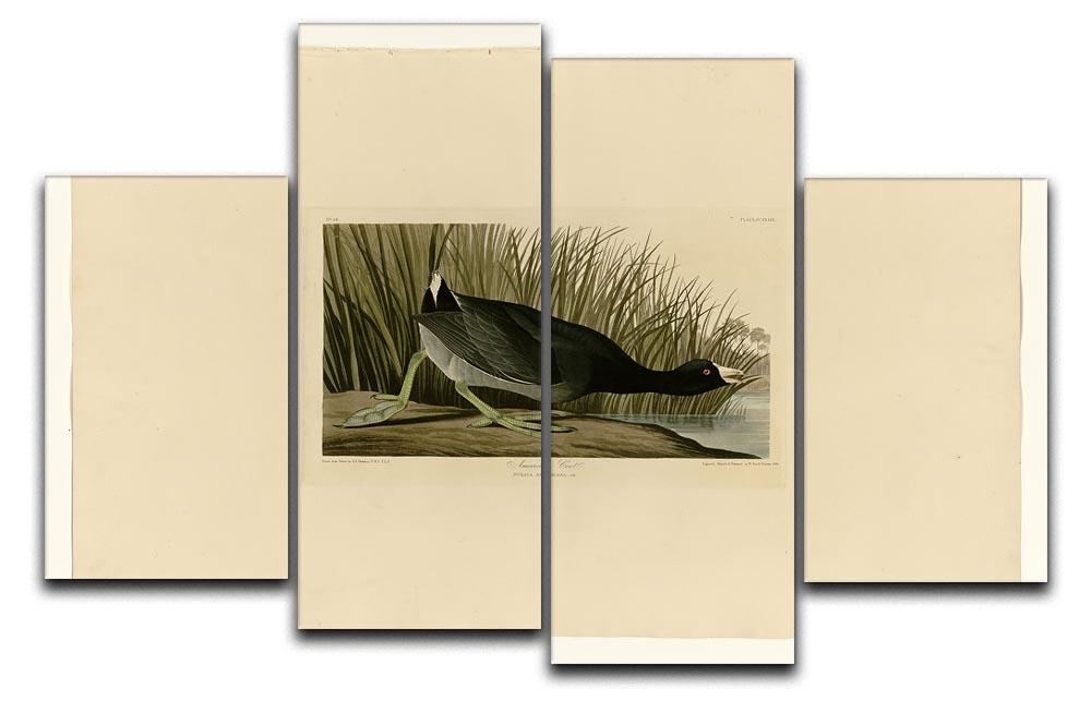 American Coot by Audubon 4 Split Panel Canvas - Canvas Art Rocks - 1