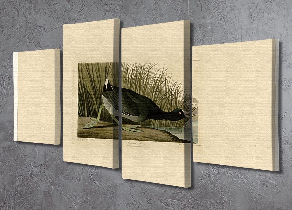American Coot by Audubon 4 Split Panel Canvas - Canvas Art Rocks - 2