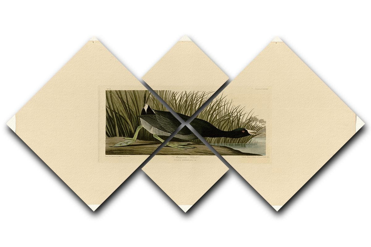 American Coot by Audubon 4 Square Multi Panel Canvas - Canvas Art Rocks - 1