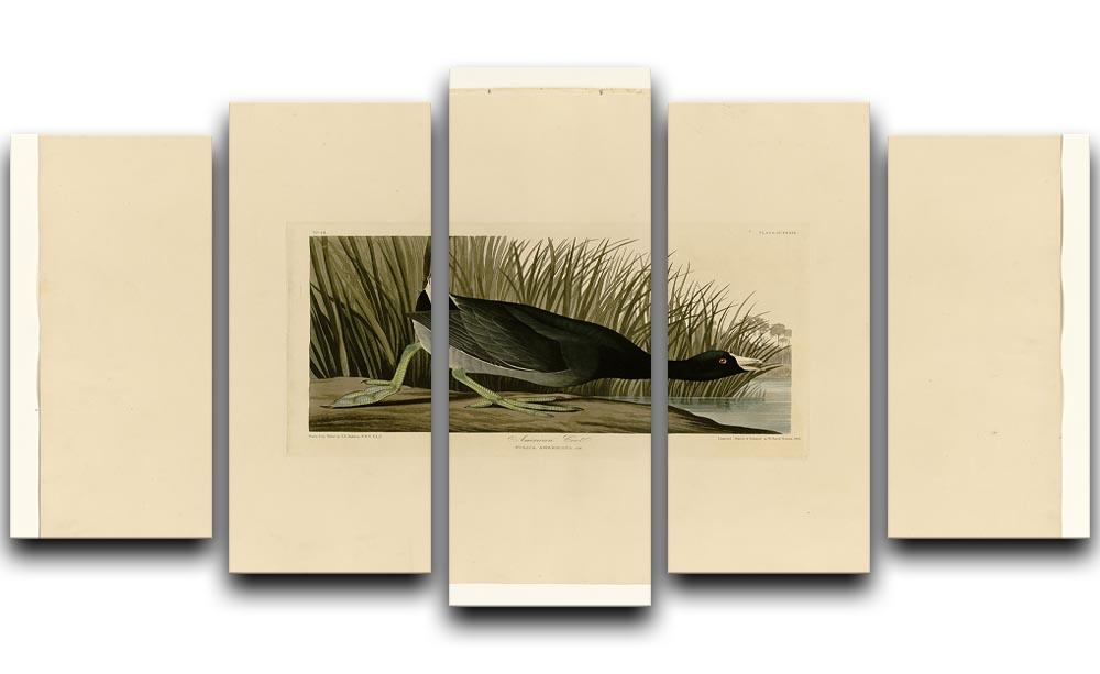 American Coot by Audubon 5 Split Panel Canvas - Canvas Art Rocks - 1