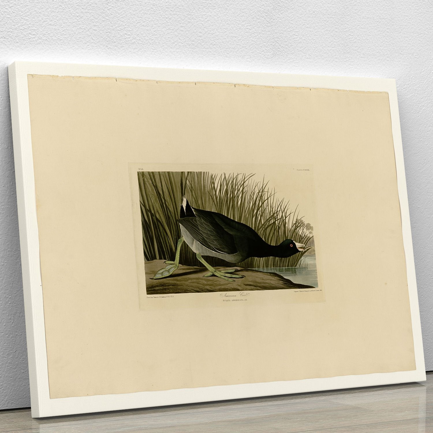 American Coot by Audubon Canvas Print or Poster