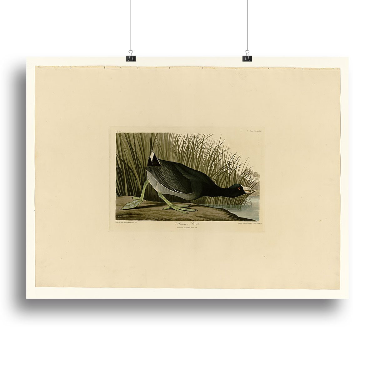 American Coot by Audubon Canvas Print or Poster