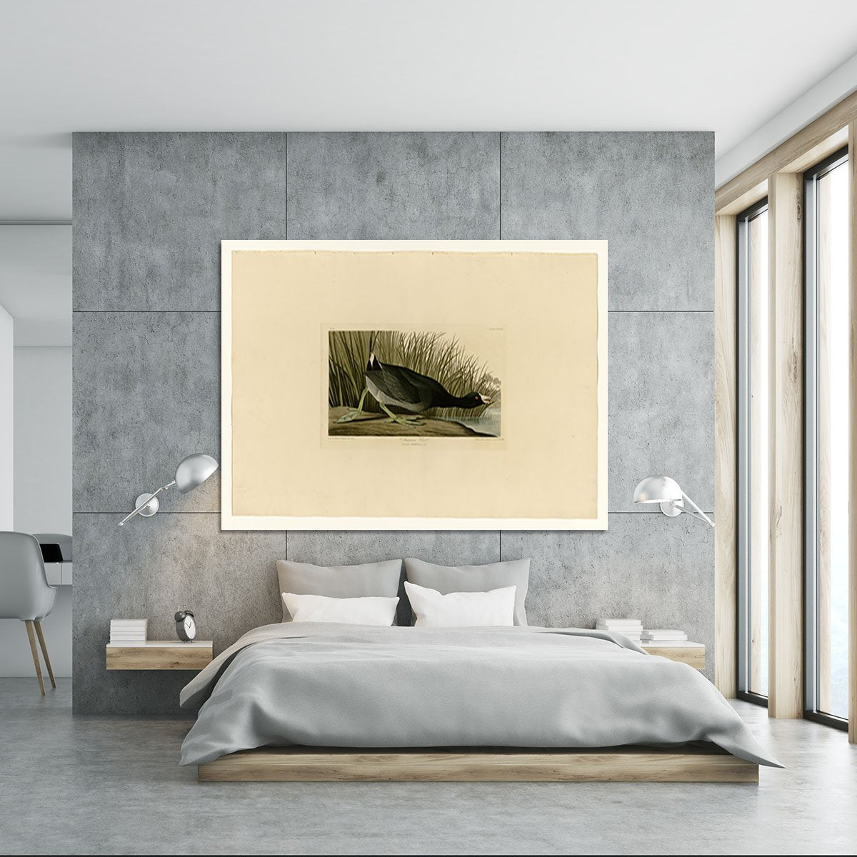 American Coot by Audubon Canvas Print or Poster